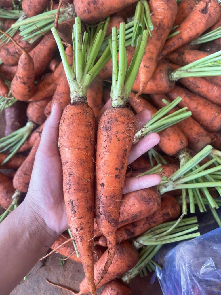 Carrot-Modulkiry